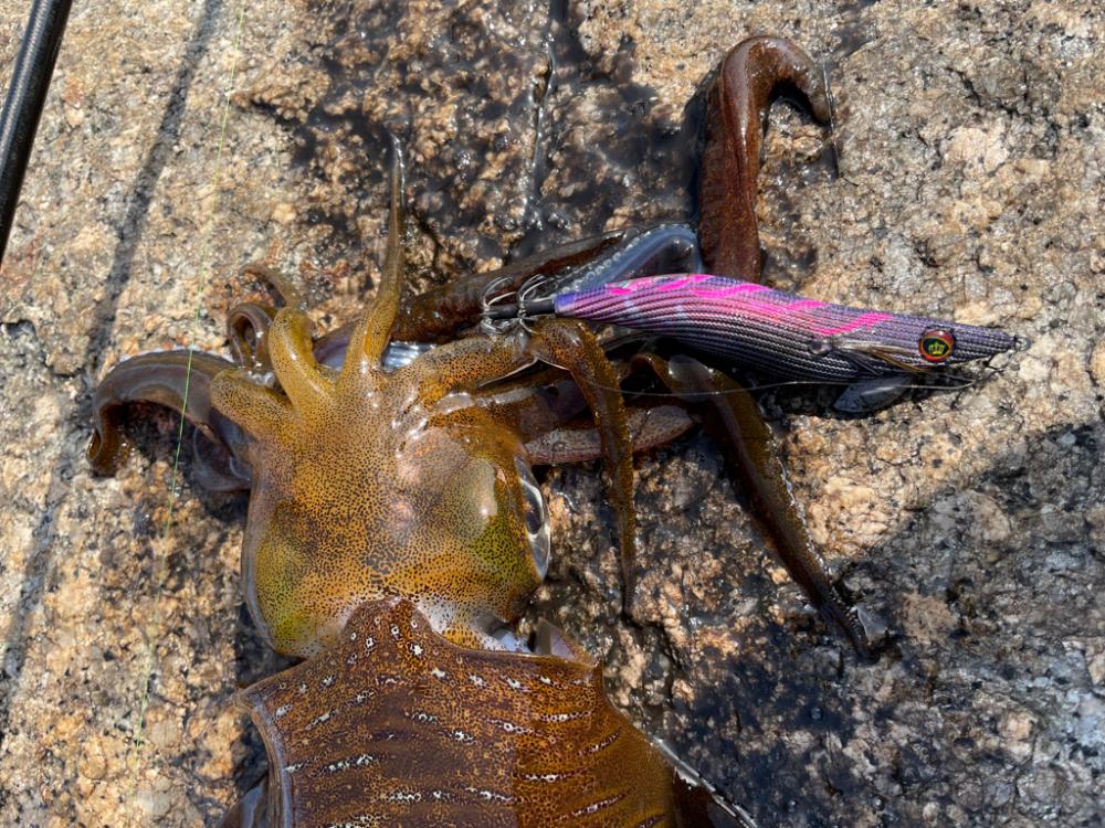 今春は楽しい〜