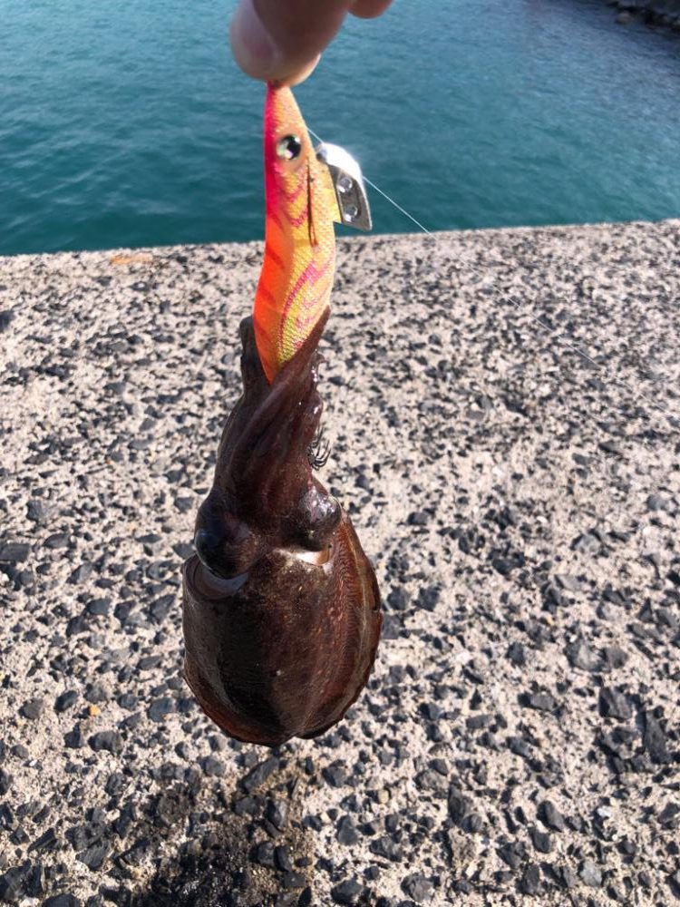 モンゴウイカ?コウイカ?