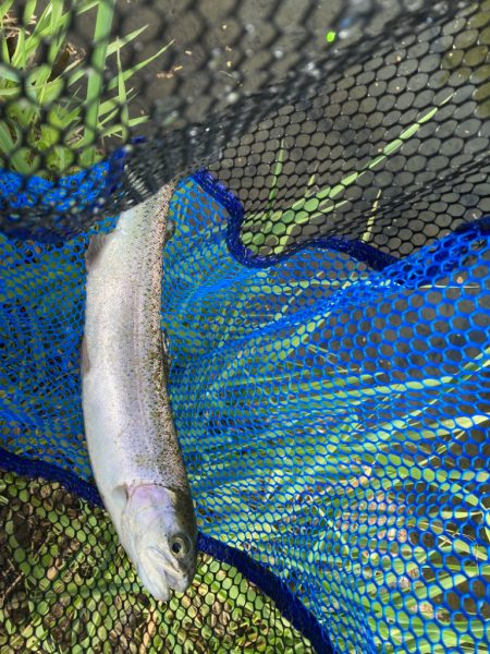 渓流　桂川　忍野