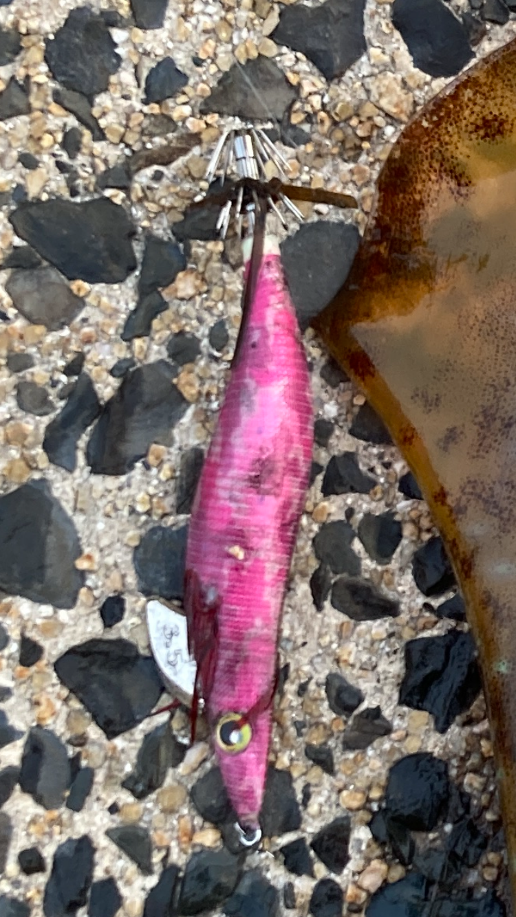 アオリイカなんとか1杯