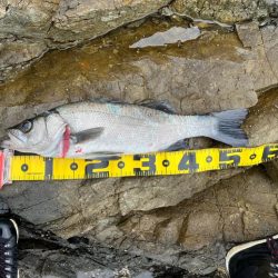 波高いしボーッとリーリングしてたらドカーン…