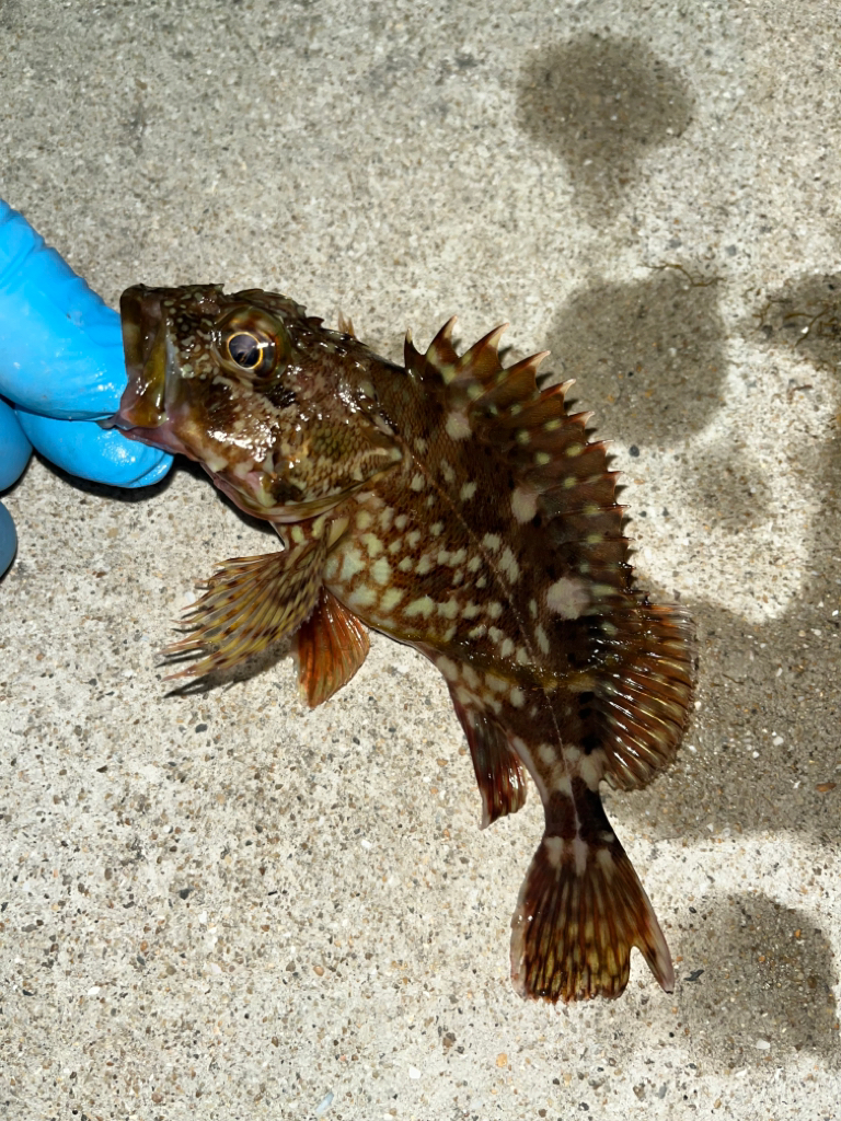 ナイトキス&餌アジング