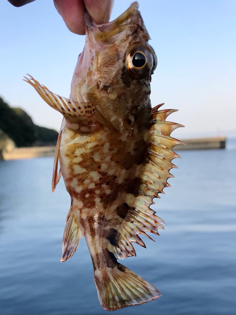 ショアジギング・アジング