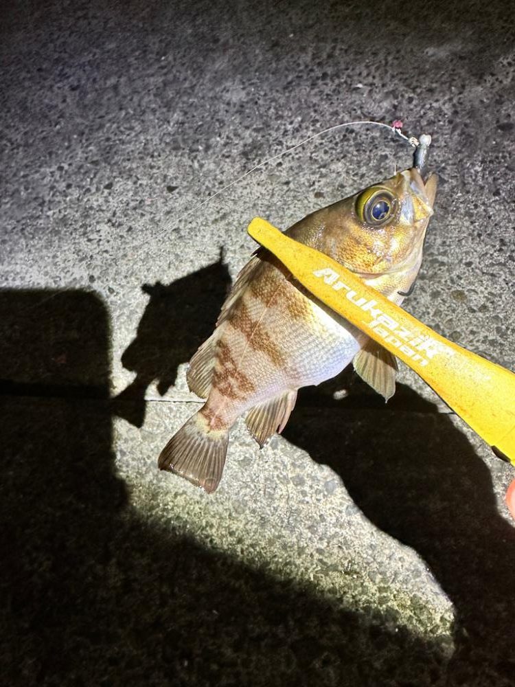 久々のフロートゲーム