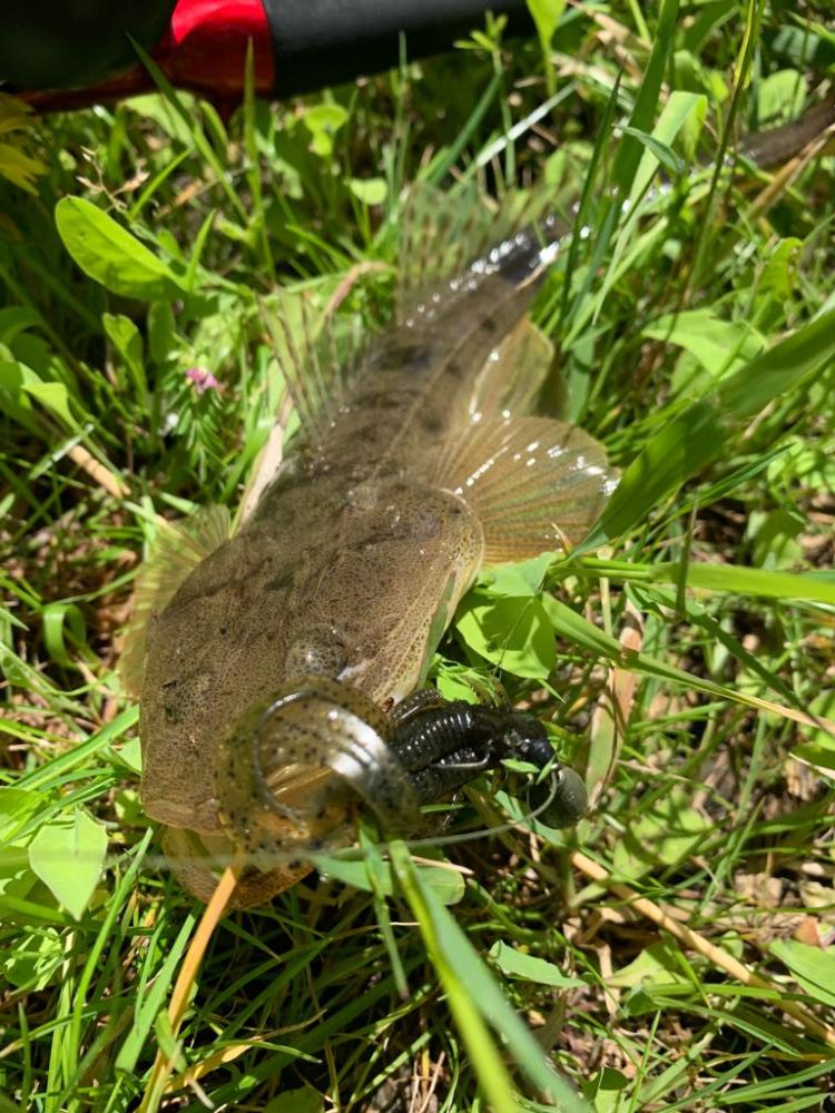 チニング…マゴチング？