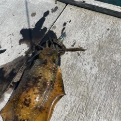 初筏エギング‼️