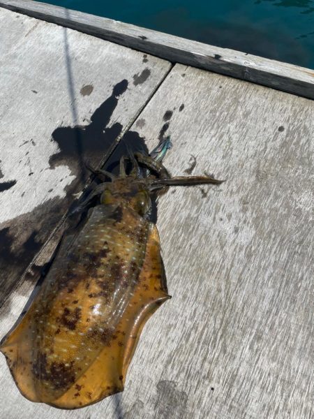 初筏エギング‼️…