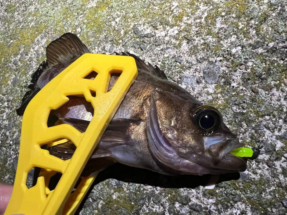 メバルを探して三千里 Vol.8