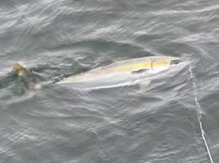 メジロ夫婦でGET