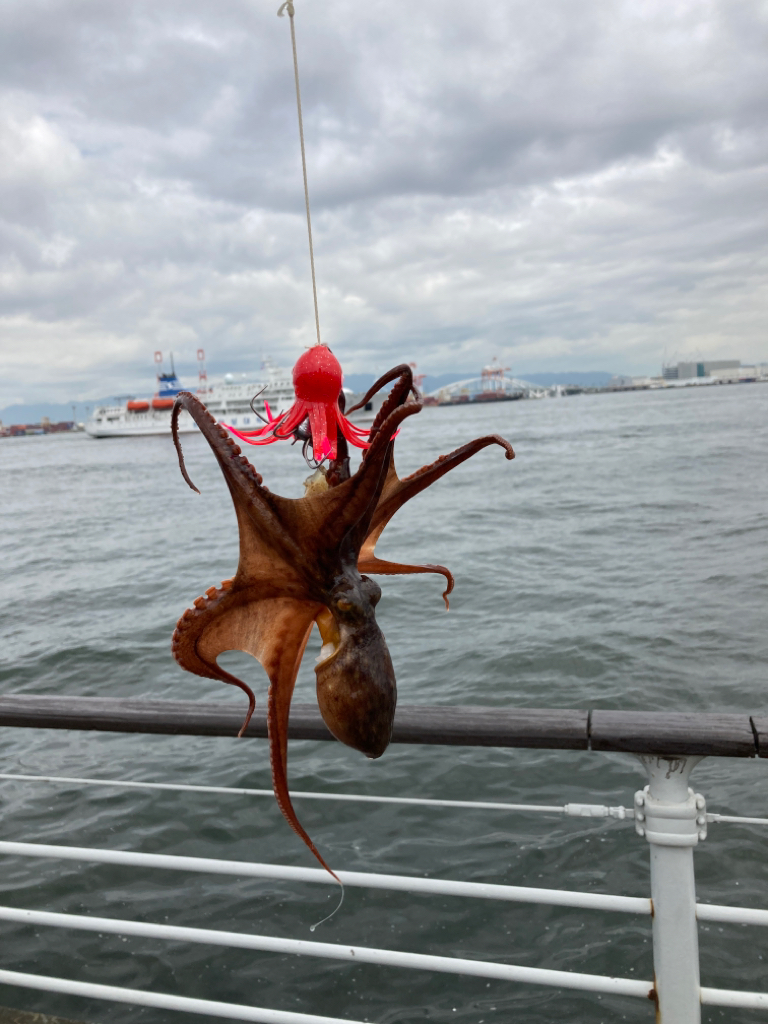 湾奥蛸散歩。4杯。。