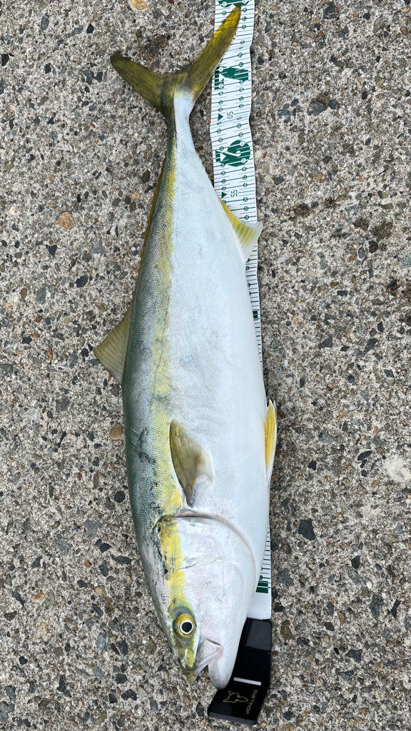 VJで青物get(๑˃̵ᴗ˂̵)