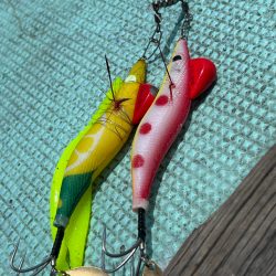 明石タコ🐙2日目🐙