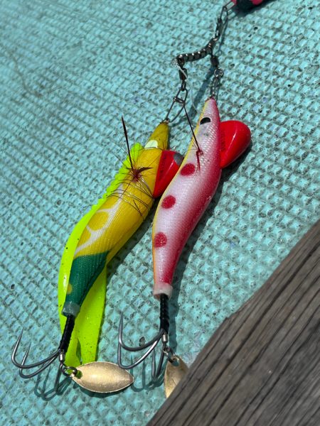 明石タコ🐙2日目🐙