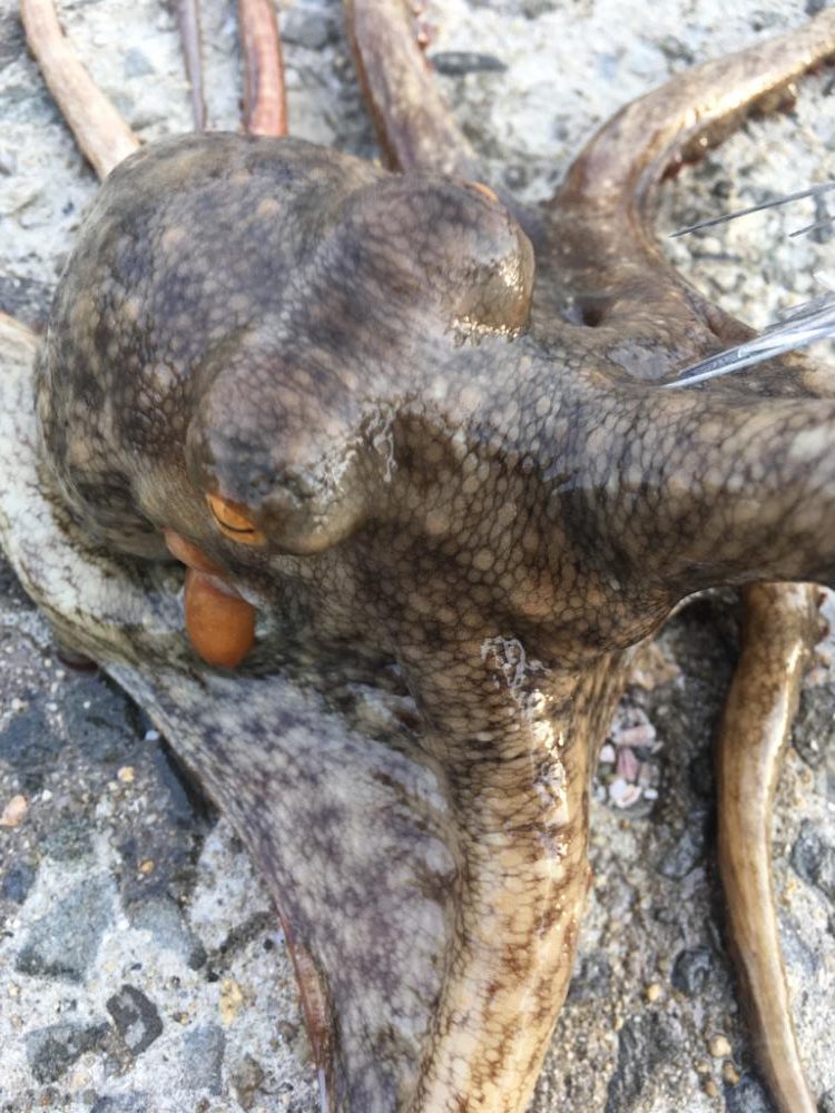 【タコフィネス】 シーズン初物。600g頭に3杯。