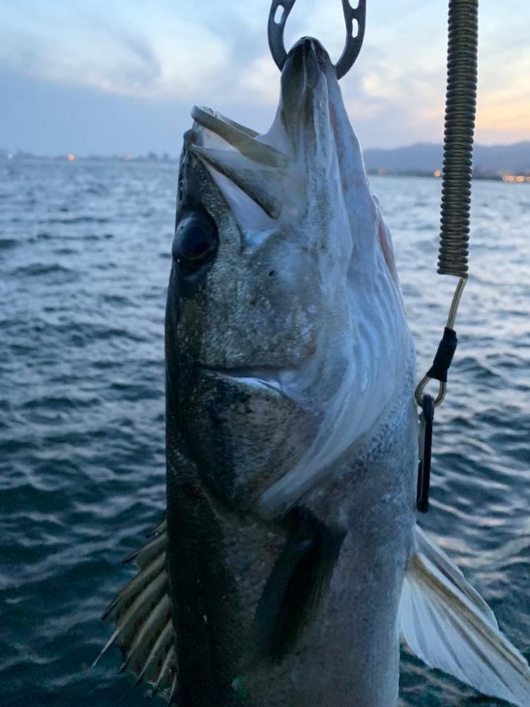 夕マヅメシーバス