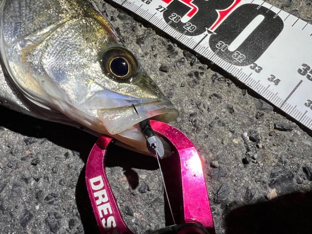 鯵を探して三千里 Vol.46