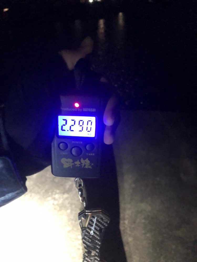 久々のエギング