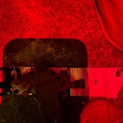 舞洲アジングのつもりが…