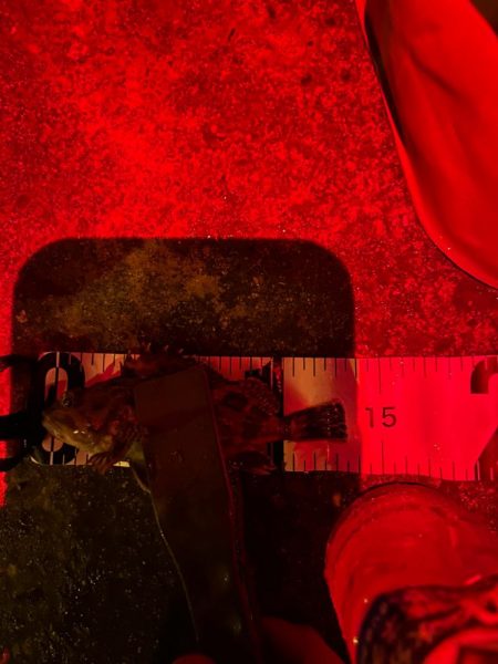 舞洲アジングのつもりが…