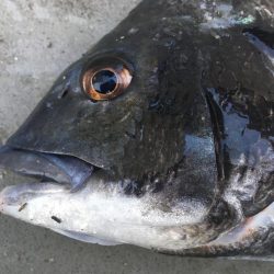 朝マズメと潮止まり前がリンクして