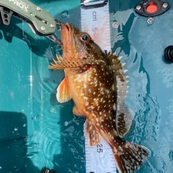 一つテンヤで多魚種