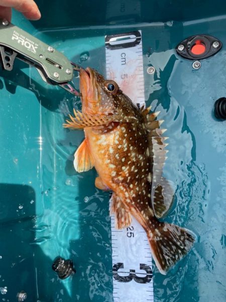 一つテンヤで多魚種