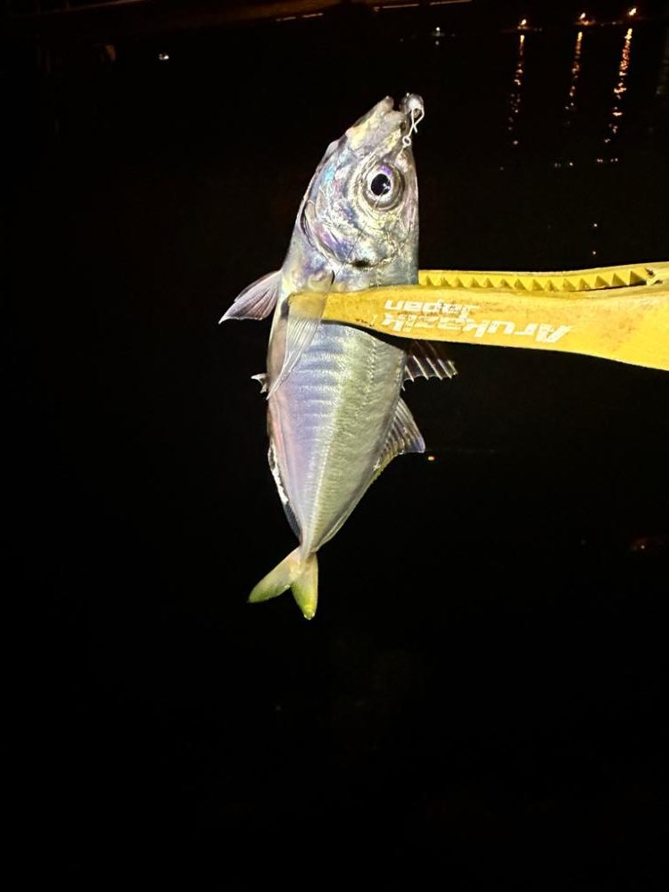 大阪のアジは厳しい