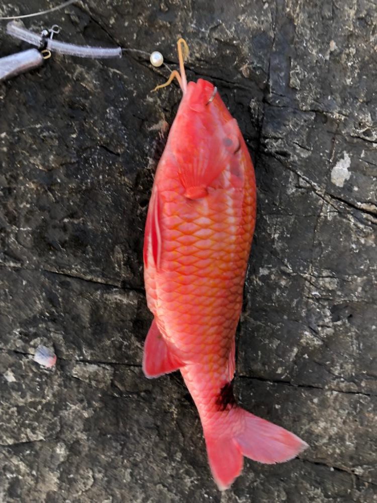 スジアラを求めて