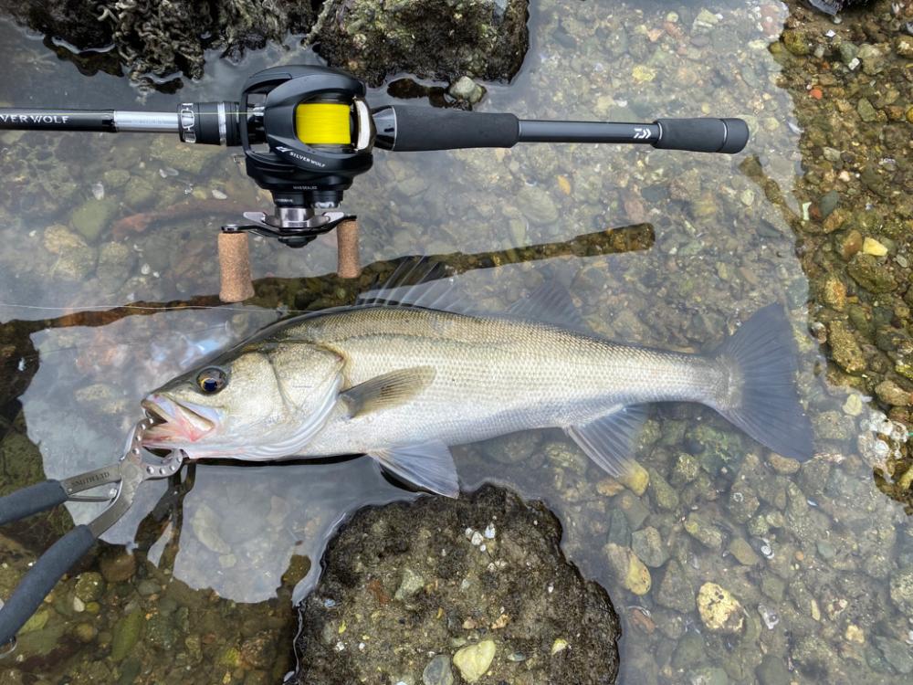 チニング チニング 楽しいな淀川