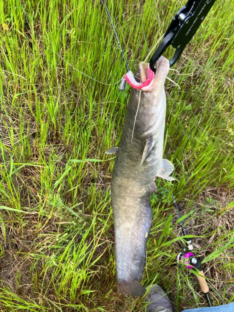 コロネット2でジカリグナマズ釣り