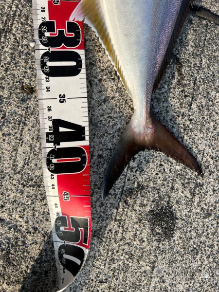 入野漁港が釣り禁止🈲なので万次郎まで