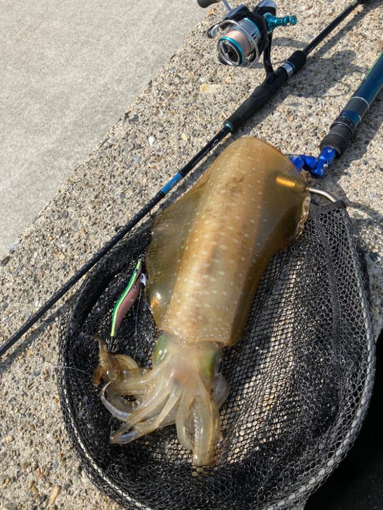 春イカシーズン到来(^｡^)