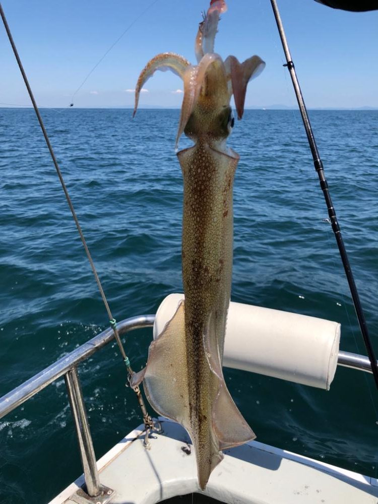 ヤリイカ イカメタル