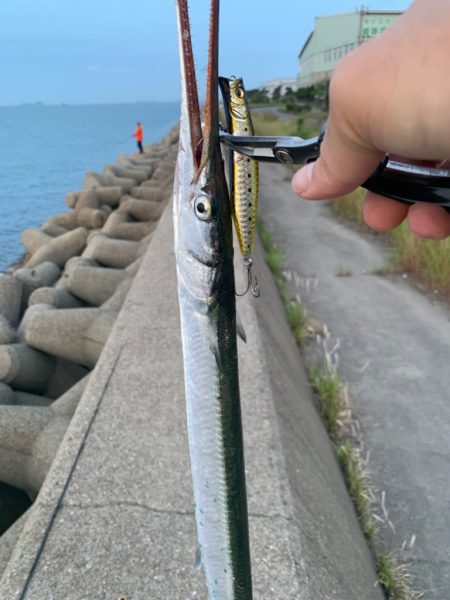 今年も細長いアイツの季節がやってきた？