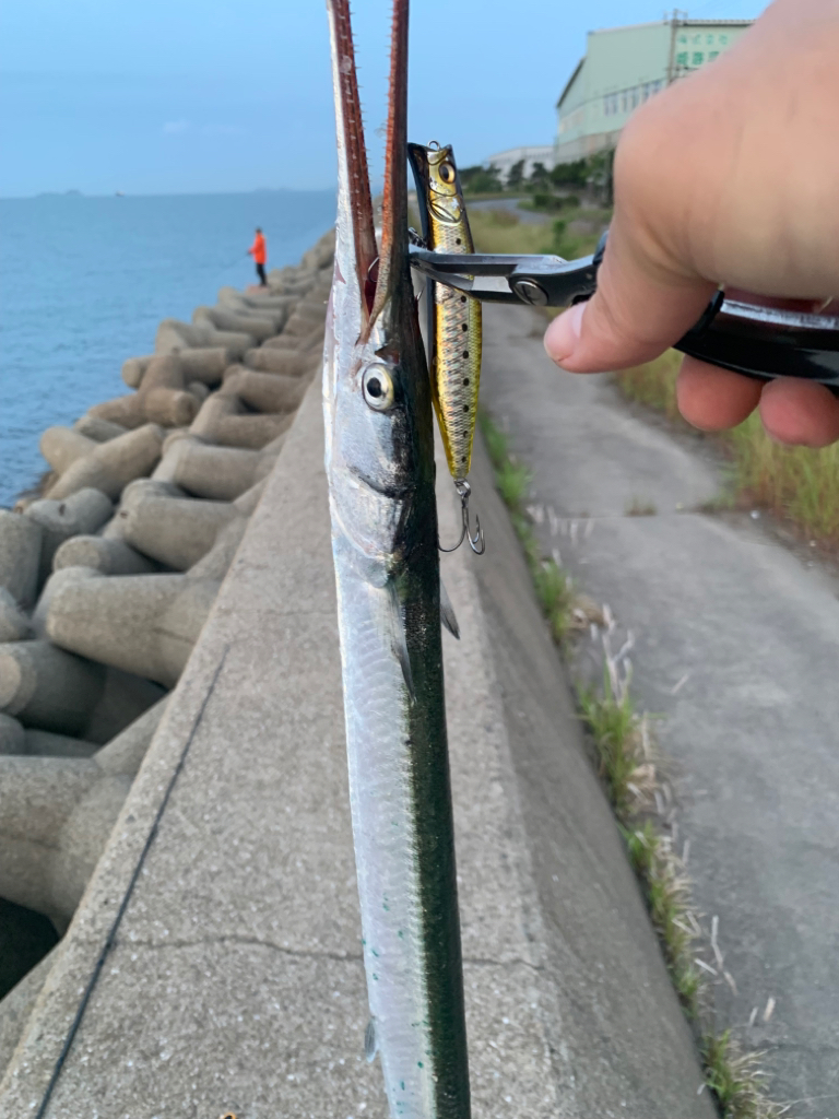 今年も細長いアイツの季節がやってきた？