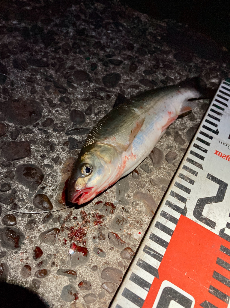 シーバス稚魚は元気よく