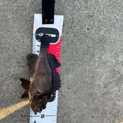 GWライトゲーム