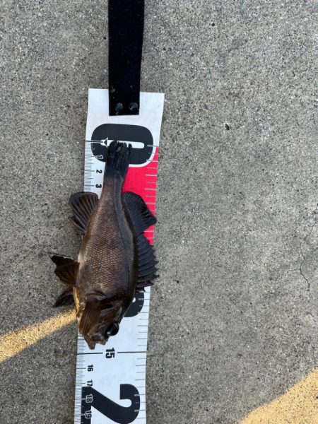 GWライトゲーム