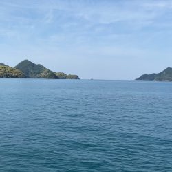 春アオリイカはどこへやら