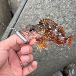 真昼のライトロック