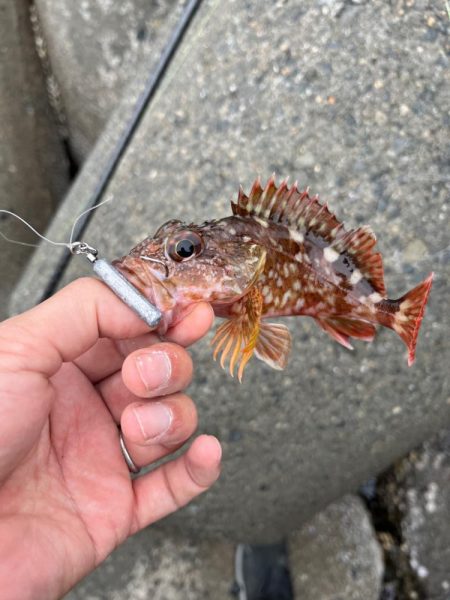 真昼のライトロック