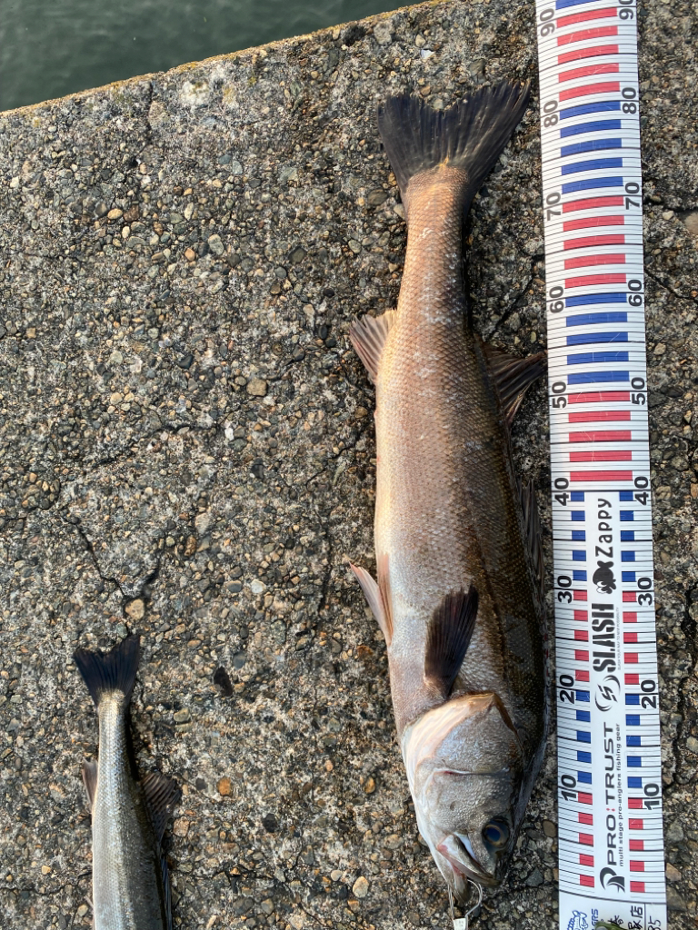 ランカーシーバス