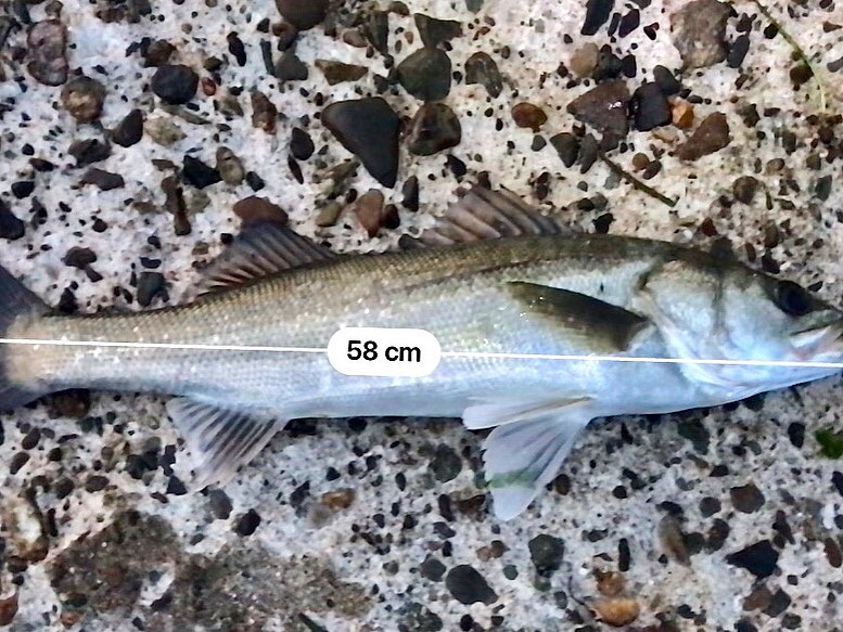 ショアジギング