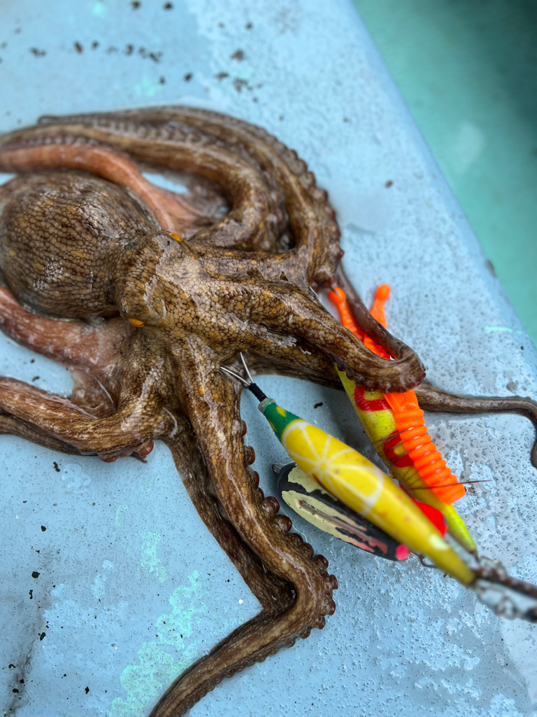 明石タコ釣り🐙