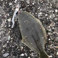 ソゲでもヒラメったい！