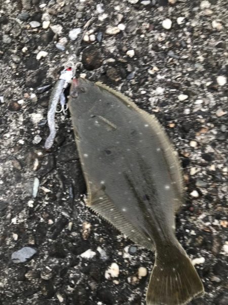 ソゲでもヒラメったい！