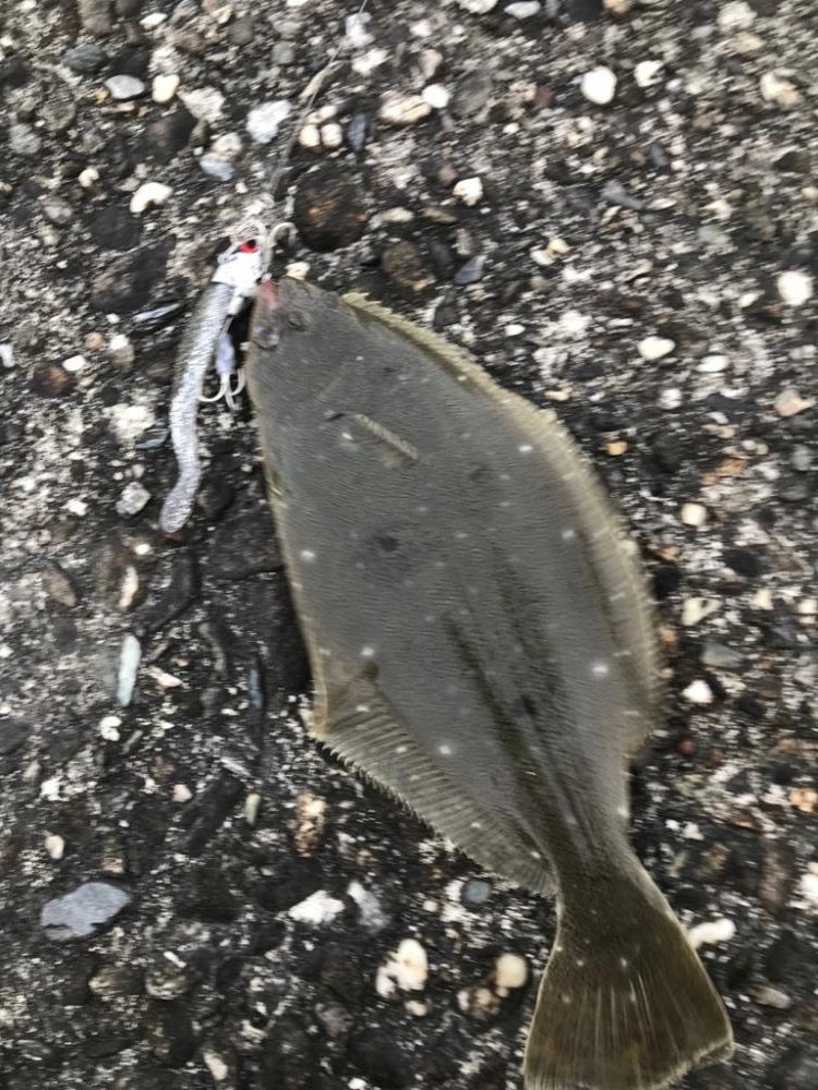 ソゲでもヒラメったい！