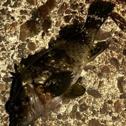 ボクもメバルもあのルアー。