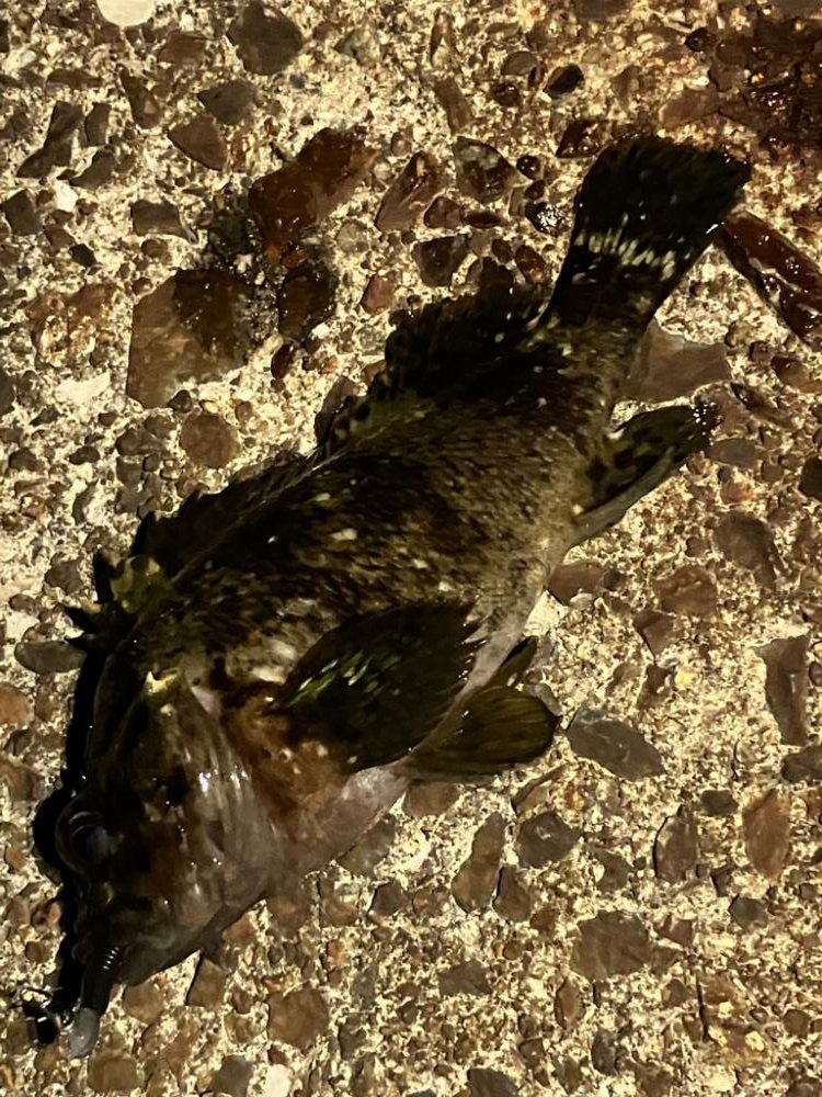 ボクもメバルもあのルアー。