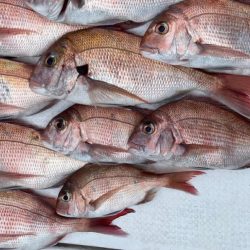 久しぶりのオフショア★